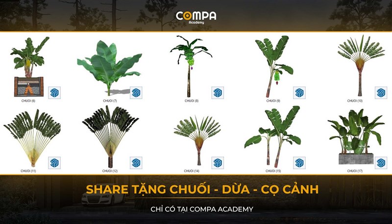 SHARE TẶNG CÂY CHUỐI - DỪA - CỌ CẢNH