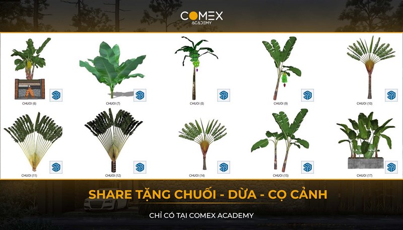 SHARE TẶNG CÂY CHUỐI - DỪA - CỌ CẢNH